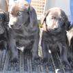 Kipper, Dixie Girl, Cody & Shandy