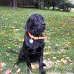 Blue 'Puppy #1'