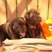 NARMY & Avery