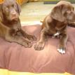 WE LOVE MUD RIVER DOG PRODUCTS!!