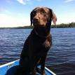 Puppy #10 'Kona'