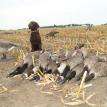 Avery 'Waterfowl Hunting'