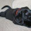 Blue 'Puppy #1'