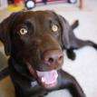 Puppy #10 'Kona'
